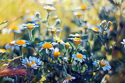 Close-up of flowers growing in water