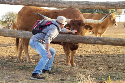 Full length of man touching cow through fence at farm