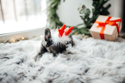 Close-up of christmas decorations on snow