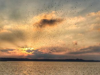 Birds flying over sea against sky during sunset