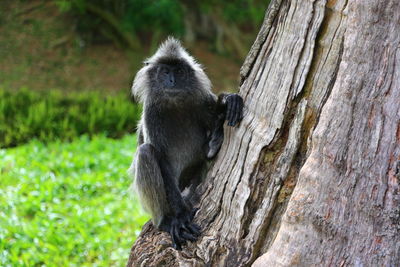 Close-up of squirrel sitting on tree trunk