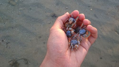 Close-up of cropped hand