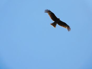 Low angle view of eagle flying in sky