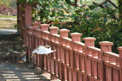 View of bird on wood against trees