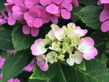 Close-up of pink hydrangea flowers