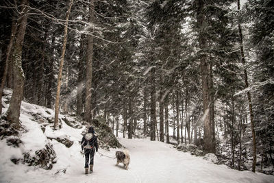 Rear view of person walking with dog on snow covered landscape