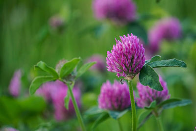 Close-up of pink flowering plant