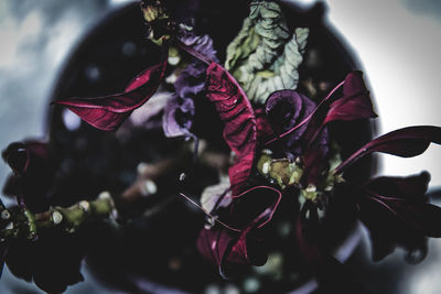 Close-up of flowers