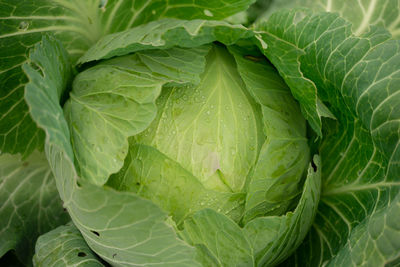 Green head of cabbage, close-up, autumn harvest