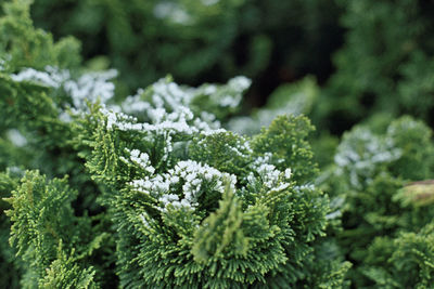 Close-up of snow on plant during winter