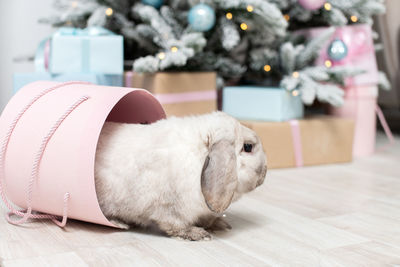 Cute gray lop-eared rabbit hides in a round pink box under the christmas tree with pink and blue 