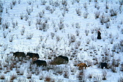 View of birds on snow covered field