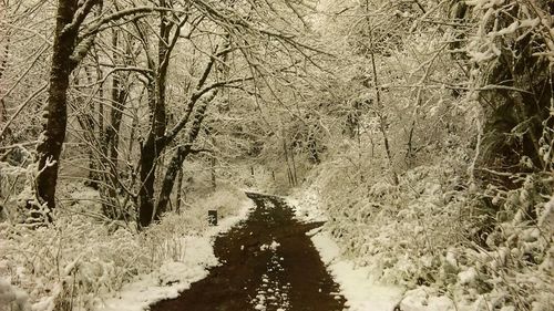 Bare trees in forest during winter