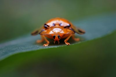 Close-up of insect on leaf