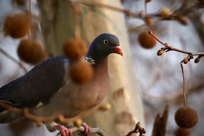 Close-up of bird perching on branch