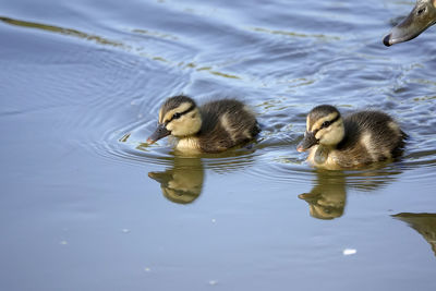 Ducks in a lake