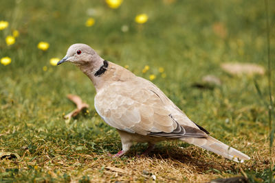 Bird perching on ground