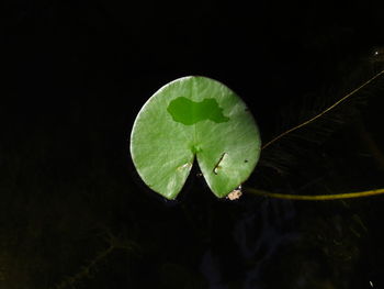 Close-up of lotus leaves floating on water at night