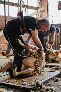 Male shearer using electric machine and shearing fluffy merino sheep in barn in countryside