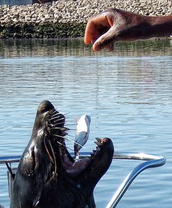 Cropped image of hand feeding fish to seal at lake