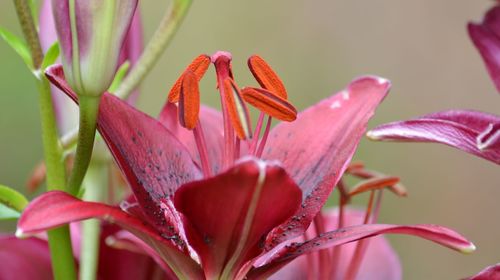 Close-up of pink flowering plant