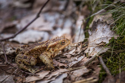 A beautiful toad in spring on the ground in forest