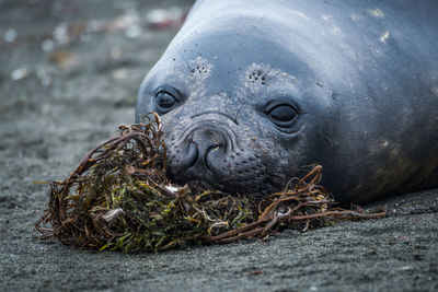 Close-up of elephant seal resting on seaweed