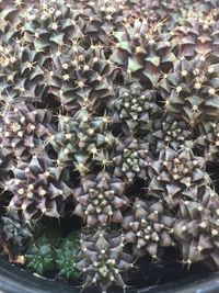 Full frame shot of succulent plants