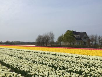 Scenic view of field against clear sky