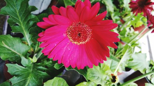 Close-up of pink flower blooming outdoors