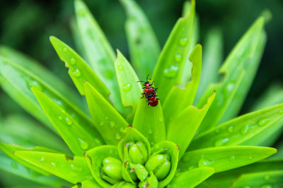 Close-up of insects mating on wet plant