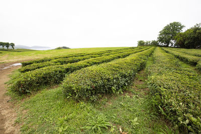 Scenic view of agricultural field against clear sky