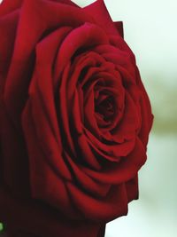 Close-up of red rose