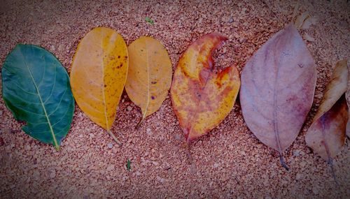 High angle view of autumn leaves