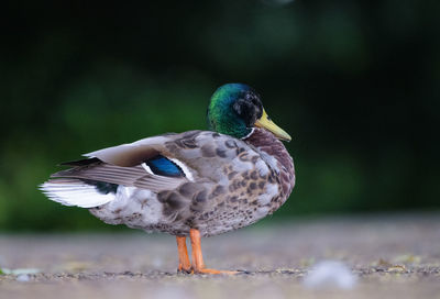 Close-up of bird perching