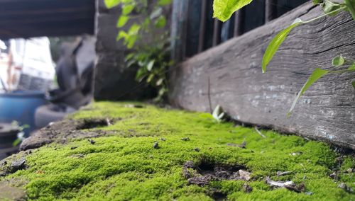 Close-up of moss growing on rock