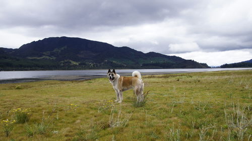 Horse dog by sea against sky