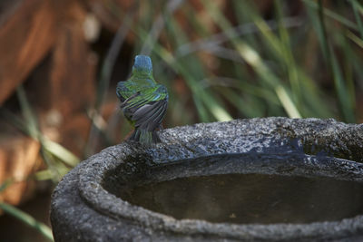 Close-up of a bird