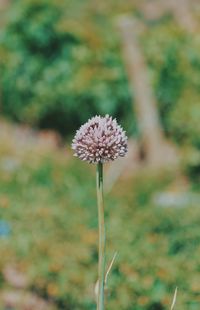 Close-up of flowering plant on field