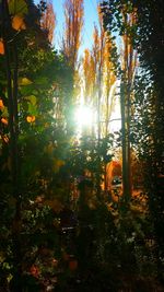 Sun shining through trees