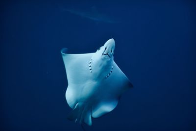 Low angle view of stingray swimming in sea