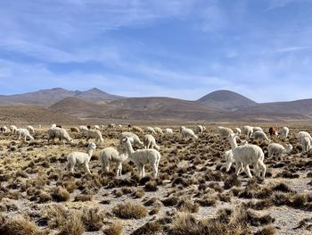 Herd of alpacas in the wilderness of peru