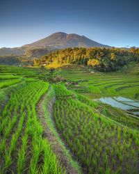Rice terraces and mountains