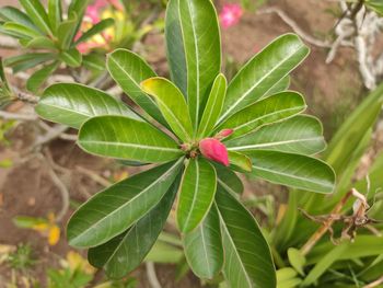 High angle view of flowering plant