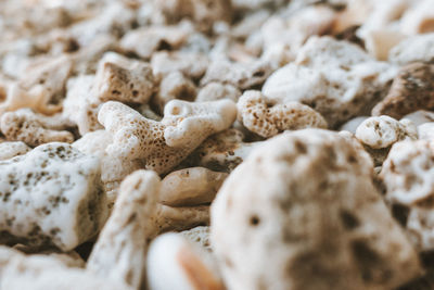 Close-up of mushrooms