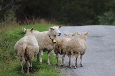 Sheeps standing on the road 