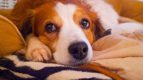 Close-up portrait of dog relaxing on bed at home