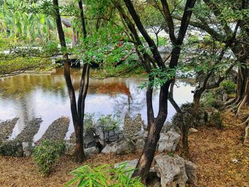 Trees by river in forest