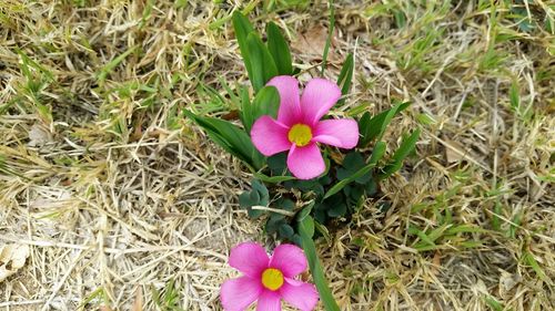 High angle view of pink flowering plant on field