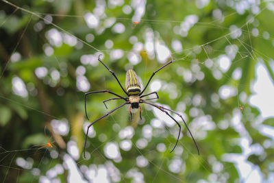 Close-up of spider on web